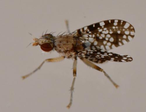 Réf. 330 836 : Trypetoptera punctulata